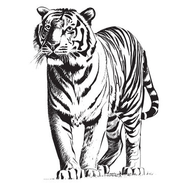 Tiger Standing Hand Drawn Sketch In Doodle Style Vector Illustration