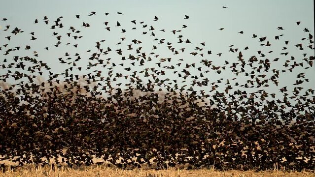 red wing black birds rise up in a cloud and fly from a stubble field
