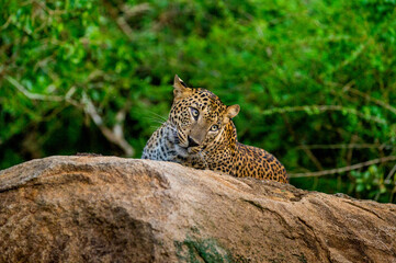 Naklejka na ściany i meble Leopard (Panthera pardus kotiya) is lying on a big rock in Yala National Park. Sri Lanka.