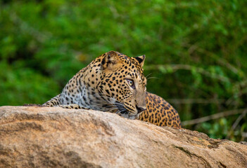Naklejka na ściany i meble Leopard (Panthera pardus kotiya) is lying on a big rock in Yala National Park. Sri Lanka.