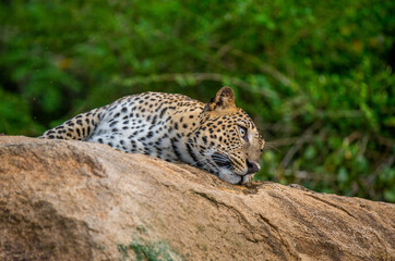 Fototapeta na wymiar Leopard (Panthera pardus kotiya) is lying on a big rock in Yala National Park. Sri Lanka.