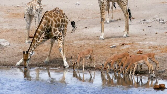 Giraffe and springboks drink water from a small pond or waterhole in Etosha, Namibia. Wild safari in Africa. Safari ride. A Game drive. Wildlife watching in the comfort 4WD open safari vehicle.