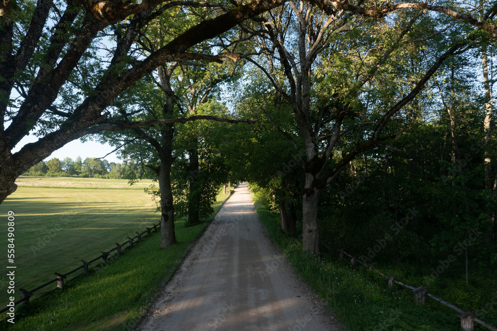 Poster a dirt road surrounded by trees and a field with a fence in the background and a field with a field 