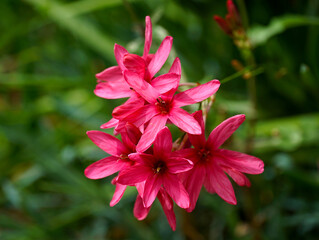 A simple dark pink flower on an ornamental shrub close up