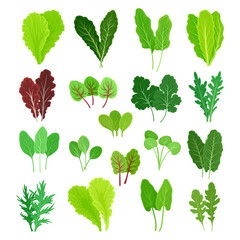 Set of green salad leaves and herbs. Green arugula, spinach, basil, and lettuce leaf cartoon vector