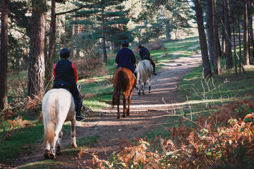 Horse riding tourists in the autumn sunny forest.