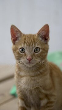 portrait cute orange kitten looking at camera