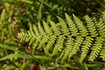 Dryopteris, commonly called the wood, male ferns, or buckler ferns, is a genus in the family...