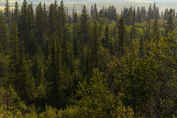nature sceneries inside the Glenmore Park, Calgary, Alberta, Canada