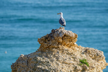 Seagull sitting on a rock with the sea ocean in the background 