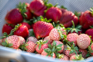 Many fresh ripe delicious white and red strawberries in basket outdoors in sunny summer day. Healthy food.