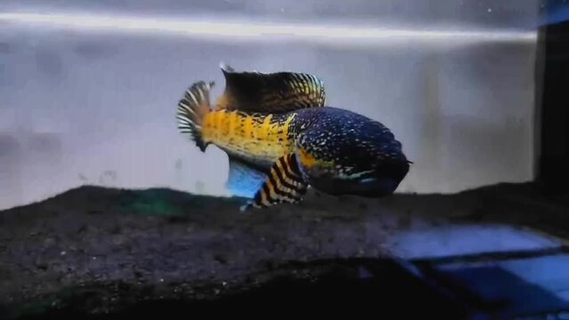 fish in aquarium - snakehead