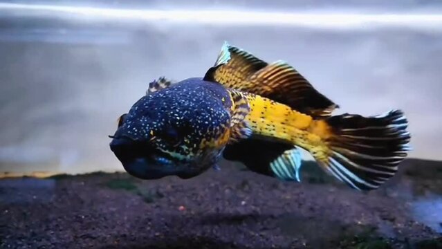 Snakehead fish