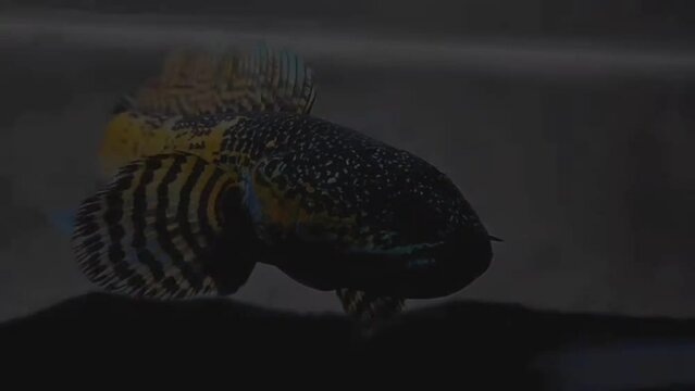 Channa snakehead 