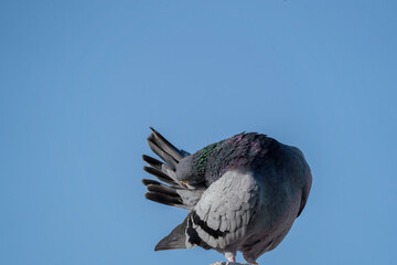 pigeon dove portraits close-up view 