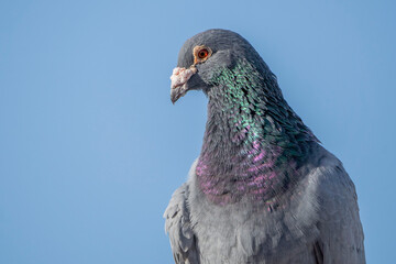 pigeon dove portraits close-up view 