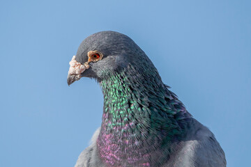 pigeon dove portraits close-up view 