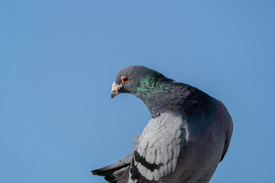 pigeon dove portraits close-up view 