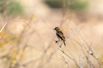 cute little bird sitting on branch