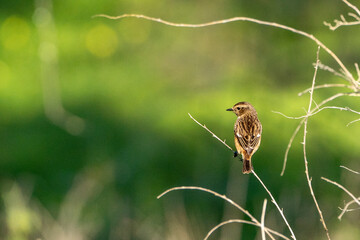 cute little bird sitting on branch