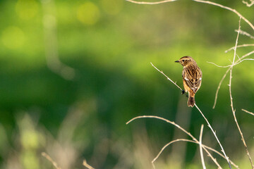 cute little bird sitting on branch