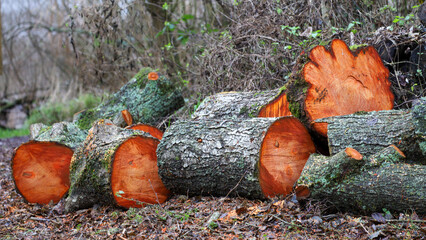 tree trunk cut into logs. red wood.