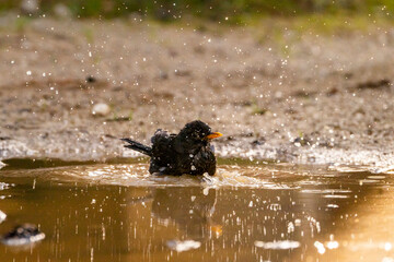 blackbird washing itself in the water splashing