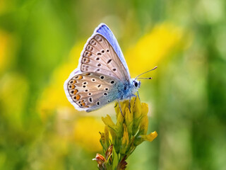Common blue butterfly sitting on a flower against a yellow and green background