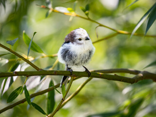 Cute long-tailed tit sitting on a willow branch, on a fresh green background