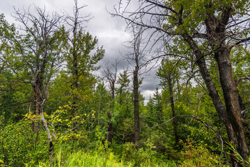 Glenmore Park nature sceneries, Calgary, Alberta, Canada