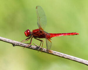 Red Dragonfly resting on a dry stick against a fresh green background