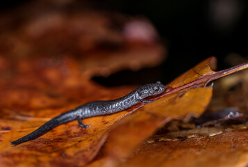 Red-backed salamander on leaf
-Sterling, Virginia 