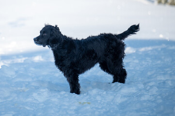 Black English Cocker in the snow