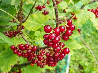 Perfect red ripe redcurrants (ribes rubrum) on the branch between green leaves with blurry background. Taste of summer