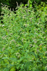Mint bush with green leaves and blossom flowers in the garden