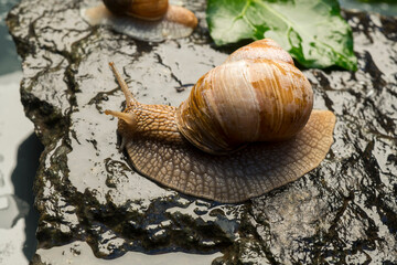 snail on wet stone macro