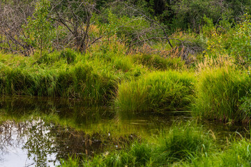 Glenmore Park nature sceneries, Calgary, Alberta, Canada