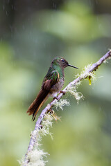 Hummingbird Rain Forest of Ecuador