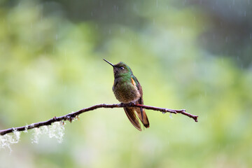 Hummingbird Rain Forest of Ecuador