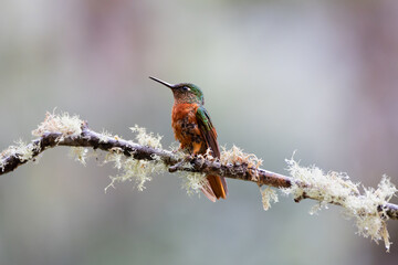 Hummingbird Rain Forest of Ecuador