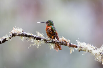 Hummingbird Rain Forest of Ecuador