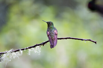 Hummingbird Rain Forest of Ecuador