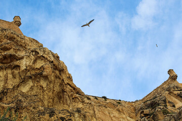 Bird flying over Alicante's castle, Spain