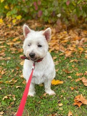 jack russell terrier