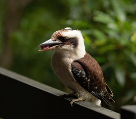 Kookaburra standing on a railing with a piece of red meat in its beak. Green bush bekoh background