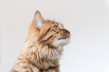 Erwachsene Cashmere Bengal Katze im Profil