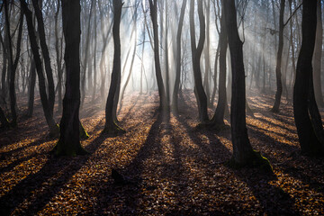 foggy forest in late autumn