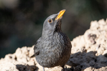Close-up shot of Common Blackbird (Turdus Merula)