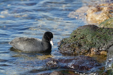eurasian coot in a seashore