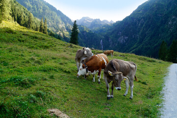 Fototapeta na wymiar alpine cows grazing in the green alpine valley in the Austrian Alps of the Schladming-Dachstein region on a splendid summer day (Schladming, Austria)